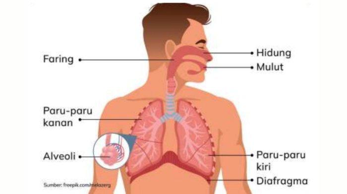 Meningkatkan Kemampuan dengan Tryout Online IPA Organ Tubuh