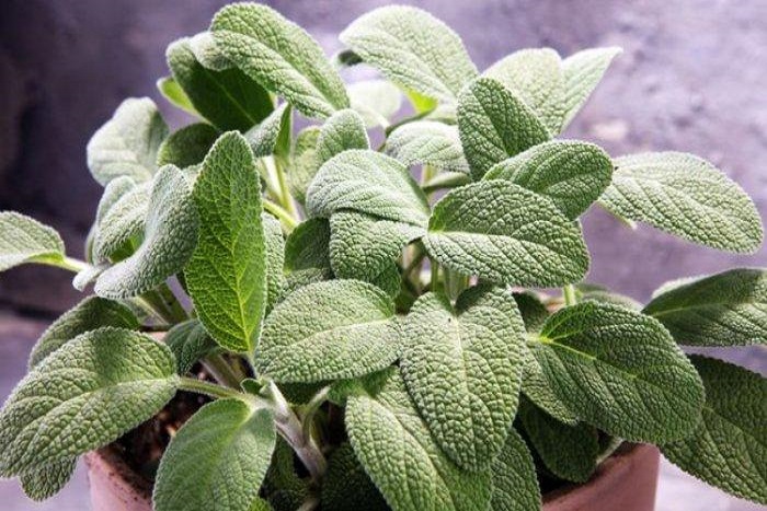 Resep Rebusan Daun Paling Ampuh Turunkan Gula Darah, Mudah Ditemukan di Sekitar Rumah