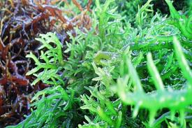 Manfaat Mengonsumsi Rumput Laut untuk Kesehatan Tubuh