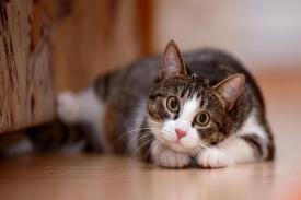 Mitos dan Fakta tentang Kucing